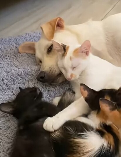 O cachorro ajudando a criar os filhotes da gata.