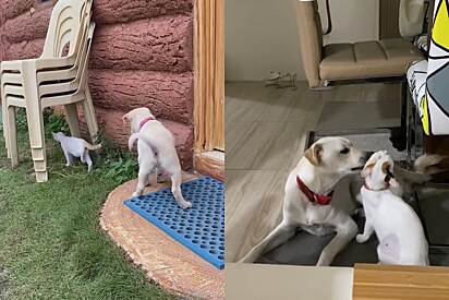 A gata Enola e o cachorro Mycroft cresceram juntos.