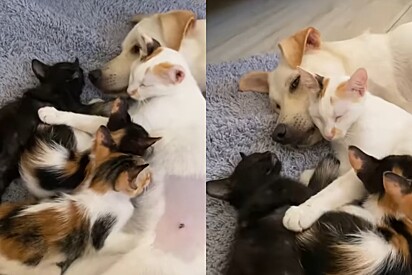 Pai adotivo: Cachorro que cresceu junto com gata hoje a ajuda com seus filhotes e até os coloca para dormir