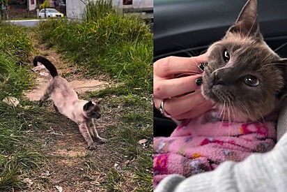 Vereadora é acionada para resgatar gato lindo abandonado - chegando lá, encontra o bebê mais carinhoso