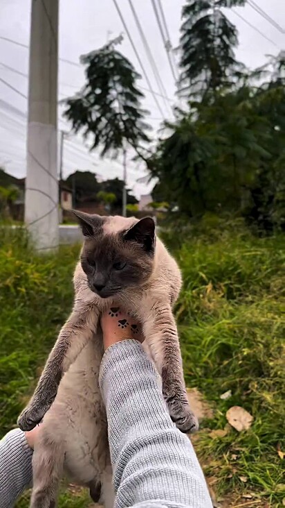 Gabi recebeu inúmeras mensagens sobre a presença do animal na rua.
