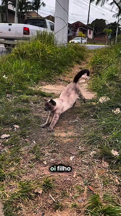 O filhote se aproximou da mulher de boa vontade.