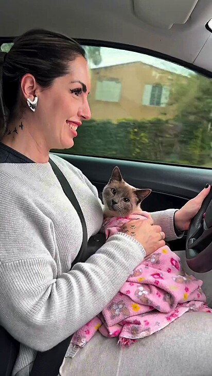 O gatinho se comportou no carro.