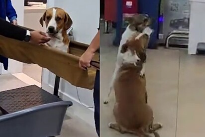 Em Praia Grande, cachorrinho de rua recebe amigo que voltou de tratamento com longo abraço: Amor verdadeiro