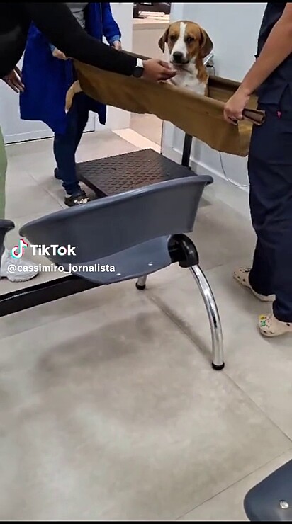A comunidade se juntou para pagar a consulta do animal.