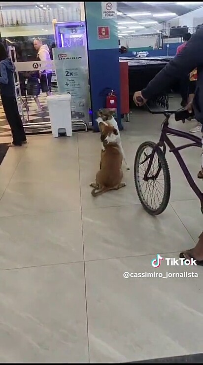 O cachorro foi devolvido ao estacionamento por falta de adoção.