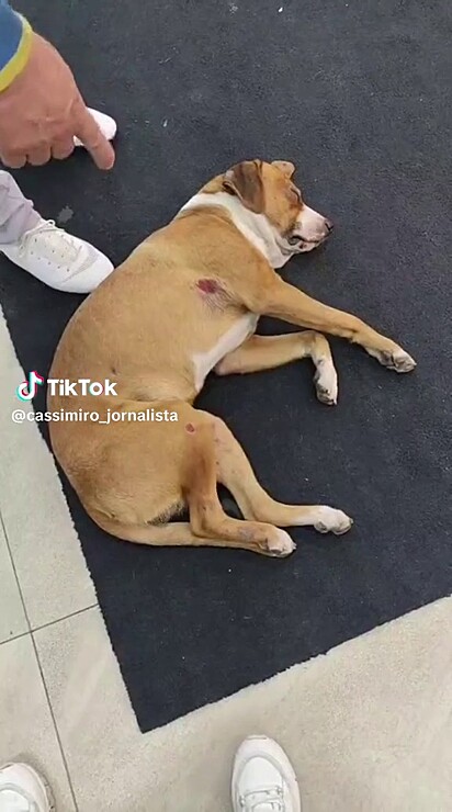 O cachorrinho havia sido atropelado.