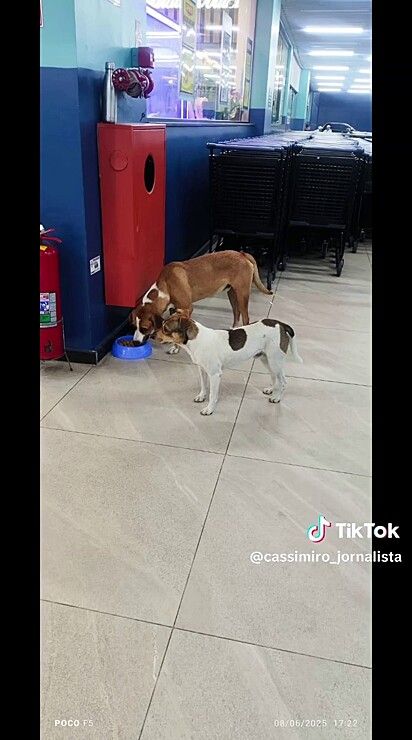 O outro cão ficou muito feliz ao rever o amigo.