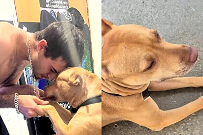 Pit-latinhas: Jovem revela os principais motivos para você adotar cães mistura de pitbull com vira-lata e lista viraliza
