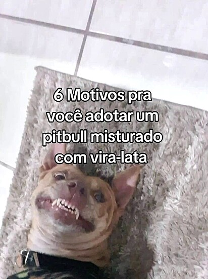 O tutor listou 6 motivos para incentivar a adoção desses cães.