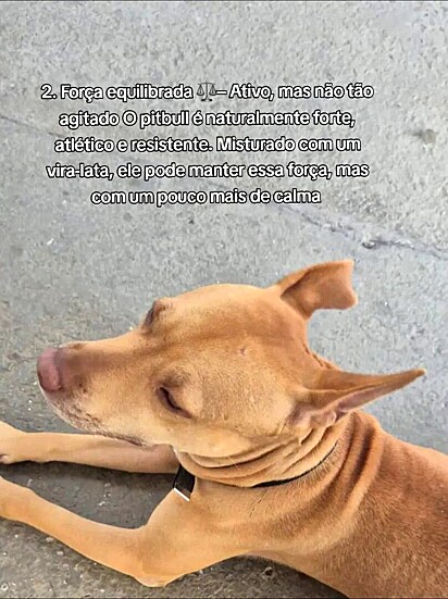 Quando a genética é mistura a personalidade do cão muda.
