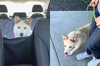 Feliz por ser adotada, cachorrinha de abrigo corre para os braços dos novos donos — mas uma semana depois, sofre nova decepção