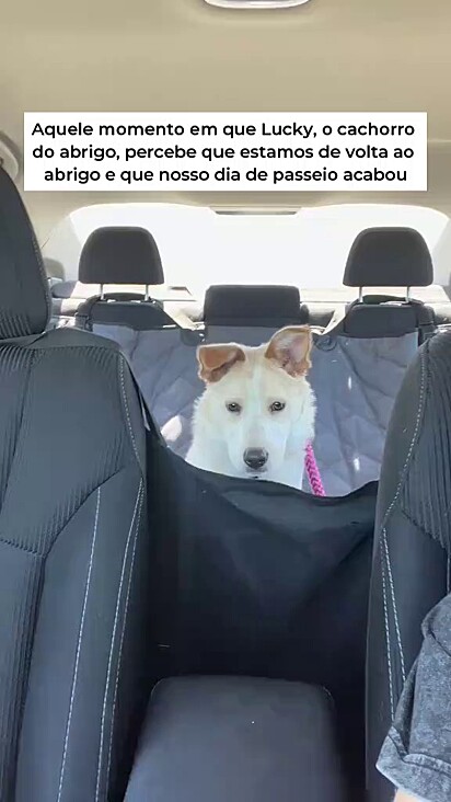 Lucky adora passear de carro.