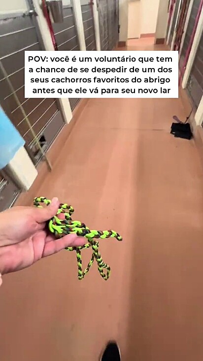 A família optou por devolvê-la ao canil.