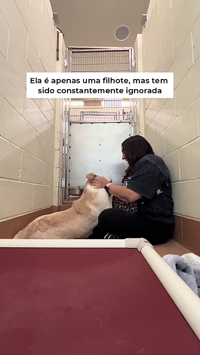 Lucky adora brincar e espera por um lar.
