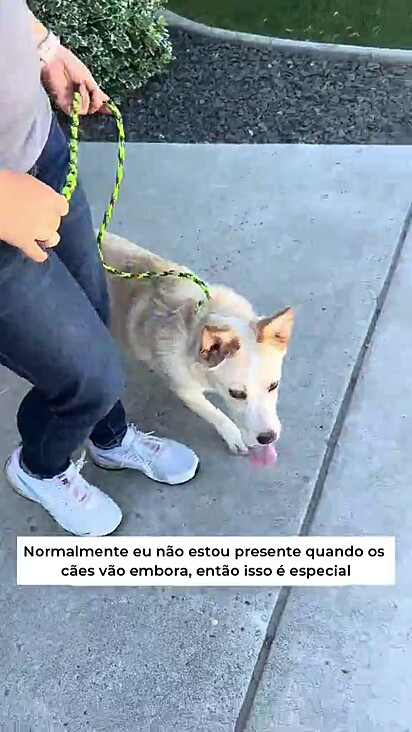Infelizmente Lucky voltou ao abrigo uma semana após ser adotada.