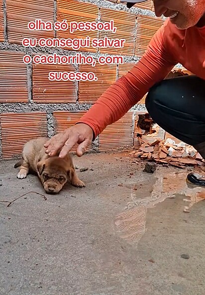O filhote de cachorro foi resgatado em segurança.