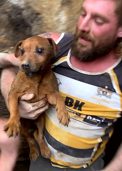 Um grupo de voluntários se mobilizou e trabalhou dia e noite, para resgatar a cachorrinha Rose.