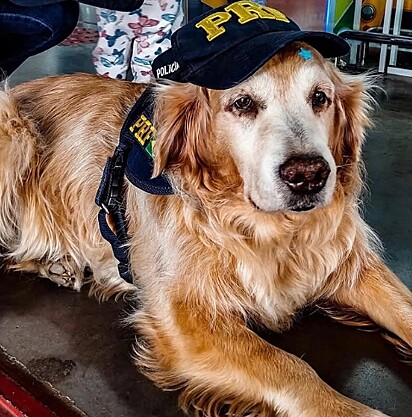 O golden retriever Theo, serviu por três anos na Polícia Rodoviária Federal (PRF).