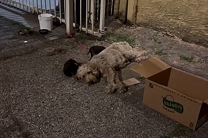 Em cena de partir o coração, filhotes bebês protegem mãe cachorrinha enquanto ela sofria amarrada em grade.
