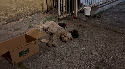 No Brasil, abandono de animais é crime.
