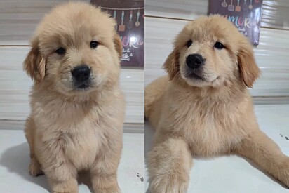 Filhotes de golden retriever.