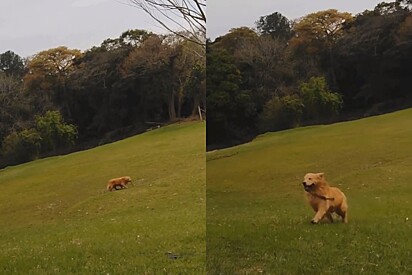 Criadora explica por que mostra pouco cães da raça golden retriever em seu perfil