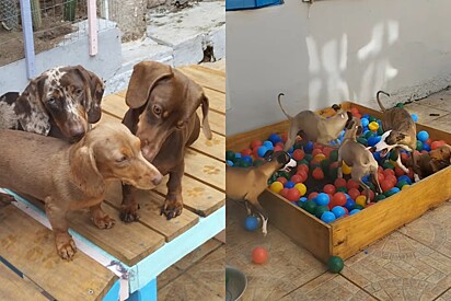Além de golden retriever, o canil também cria cães da raça Dachshund e Whippet.