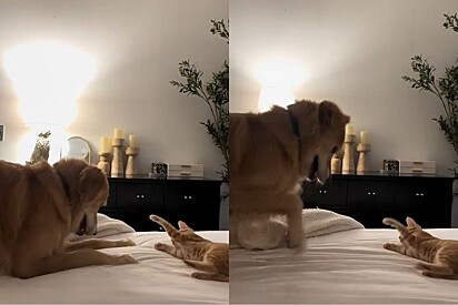 Golden retriever que estava em luto há 6 meses aprende a brincar novamente com ajuda de gatinho.