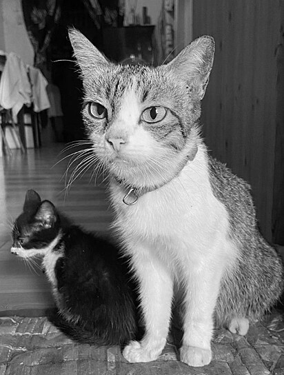 A gata, chamada Yohane, faleceu repentinamente de um ataque cardíaco.