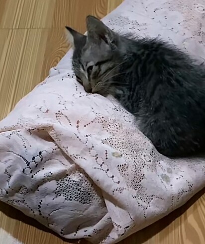 O filhote de gato deitado sobre o corpo da mãe.