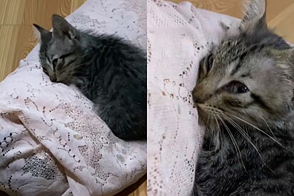 De repente, mãe gata falece e o que seu filhote faz em seguida emociona milhares de pessoas online