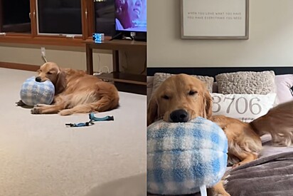 Golden retriever que adora seu ovo de apoio emocional faz questão de levá-lo para todos os lugares 