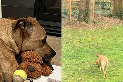 Sadie, uma vira-lata caramelo, leva sua pelúcia para todos os cantos, até para patrulhar o quintal.