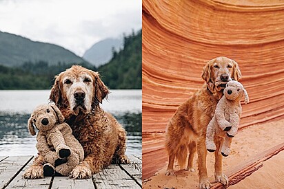 Gumbo, o golden, tem o mesmo amigo de pelúcia desde 2017. 