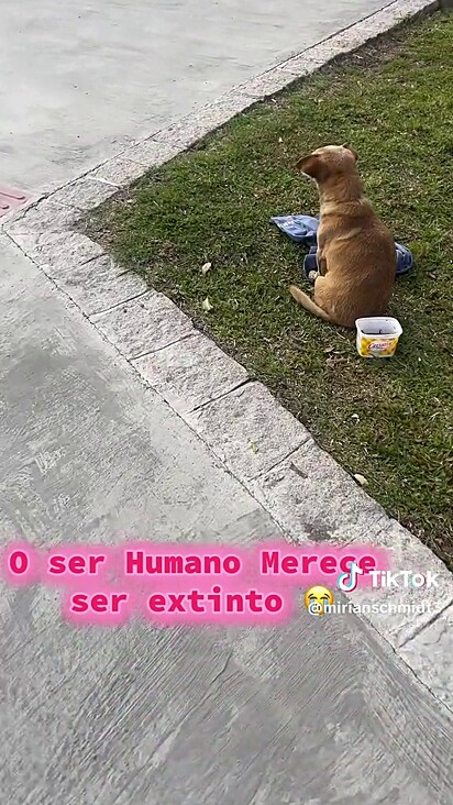 Filó estava impossibiltada de caminhar.