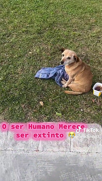 A cachorrinha fugiu de casa e acabou sendo atropelada.