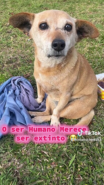 Mirian não pensou duas vezes e procurou pelos tutores nas redes sociais.