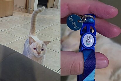 Fui traído: Após colocar mensagem na coleira, homem descobre que seu gato tem mais 4 casas e bate papo entre tutores é surpreendente
