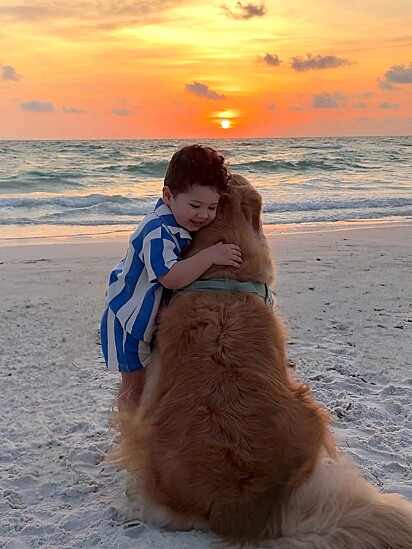 O golden retriever Frankie e Beau são muito amigos.