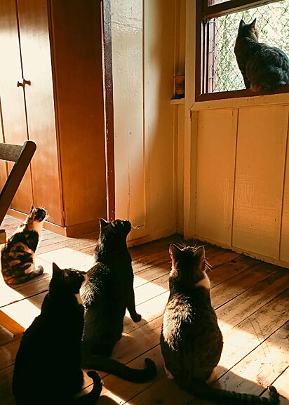 Os cinco gatos de Letícia.