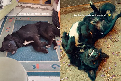 Aquiles, o cachorro, foi resgatado muito magro.