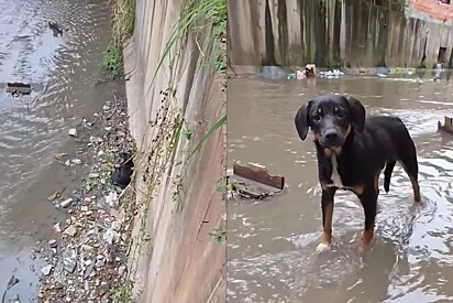 Homem desce em córrego para salvar cachorrinho e fala as palavras que ele mais sonhava em escutar