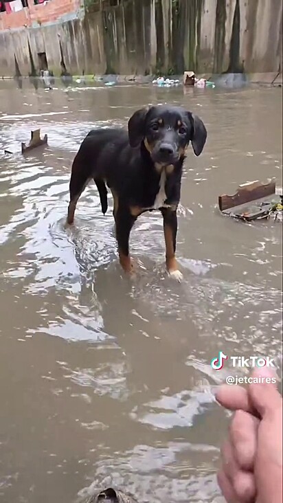 O cão não conseguia sair do córrego sozinho.