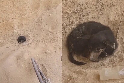 Ao ver bola de pelos na areia, ciclista resolve intervir e gesto muda uma vida para sempre 