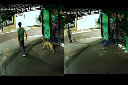 Ao perceber intenção de homem, comerciante sai em defesa de cachorrinho de rua e atitude nobre viraliza
