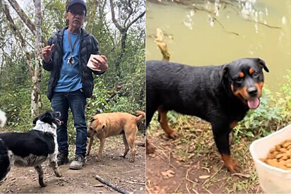 Protetor fica indignado com proposta recebido para adotar um de seus cães.