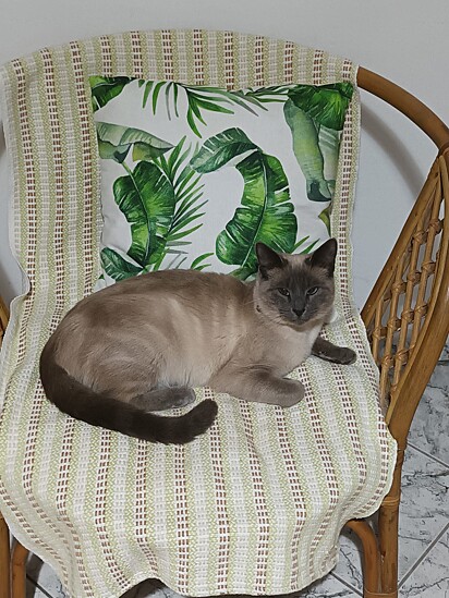 O gato já está adaptado ao novo lar.