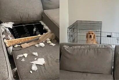 Golden retriever faz arte monumental em casa e se coloca ele mesmo de castigo.