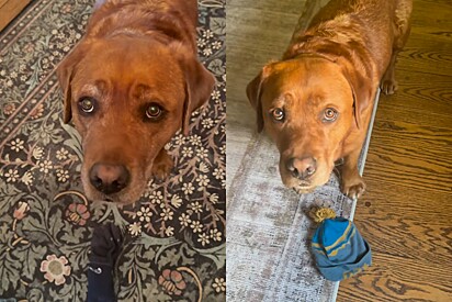 Cachorro reprovado em escola de cães de serviço agora vive trazendo itens úteis para tutora